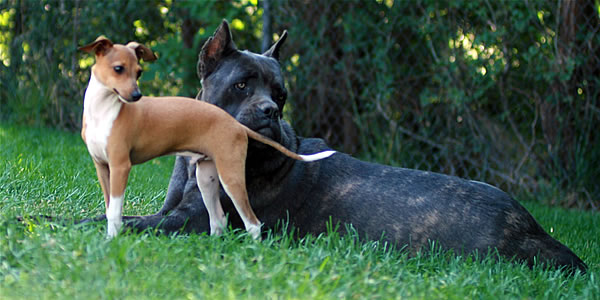 Italian Greyhound and Cane Corso
